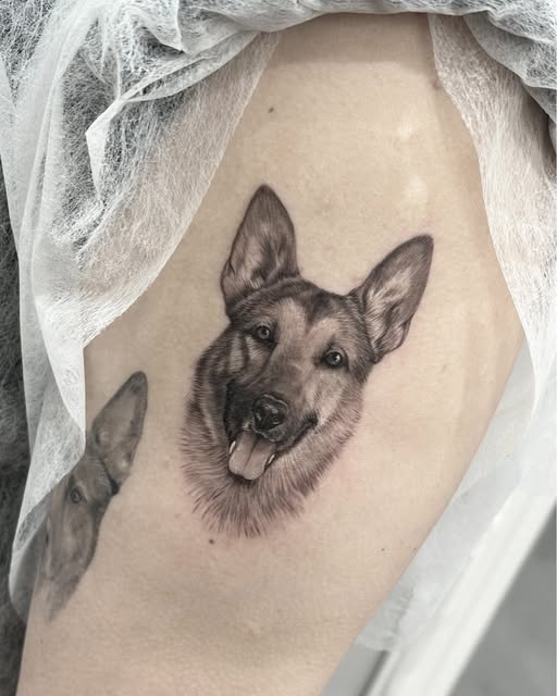 Portret owczarka niemieckiego