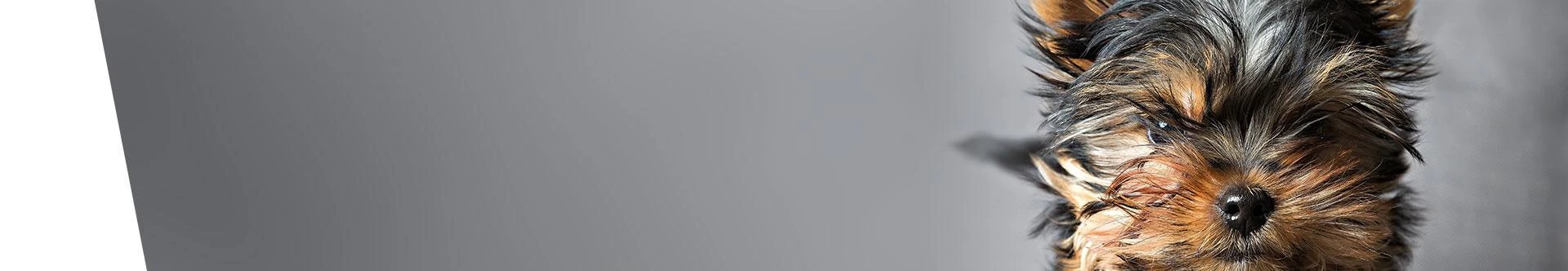Akupunktura